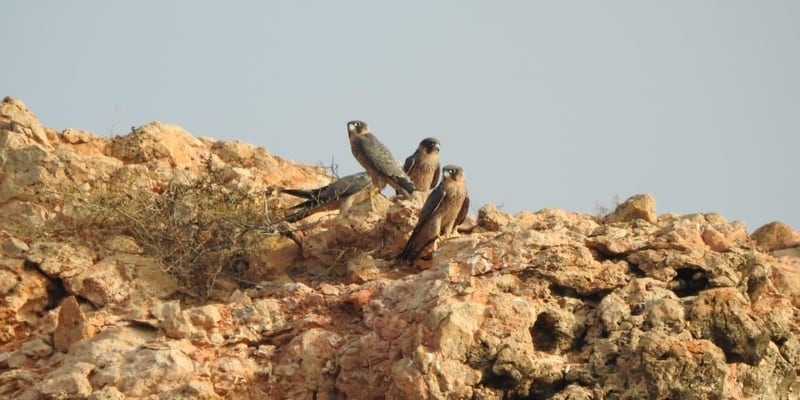 رصد أحد الصقور المعرضة للانقراض في جزيرة عمانية