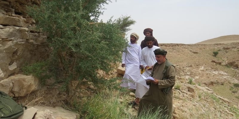 بدء جمع معلومات عن أشجار “المر”، فما أهميتها؟