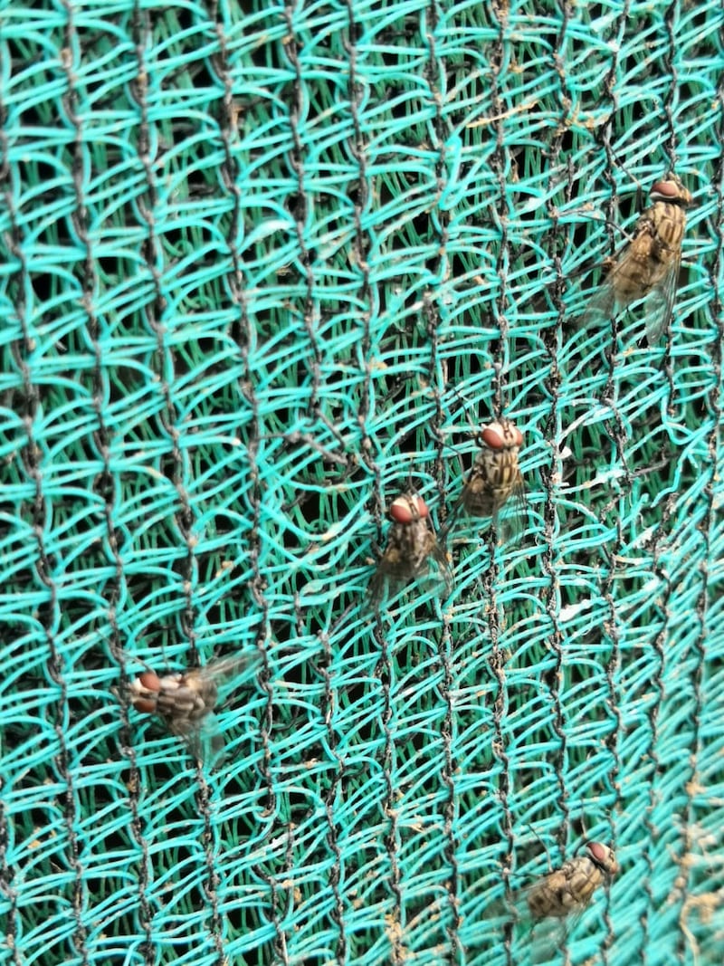 الحيوانات “تصوم” في أرياف ظفار.. ومختص يوضح