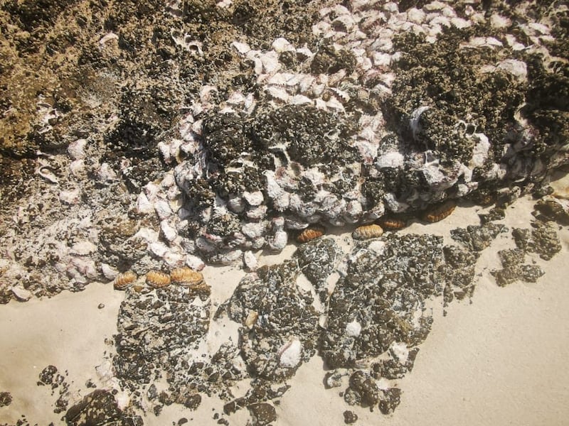 “الزوكة” نشاط اجتماعي في ظفار؛ فماذا تعرف عنه؟