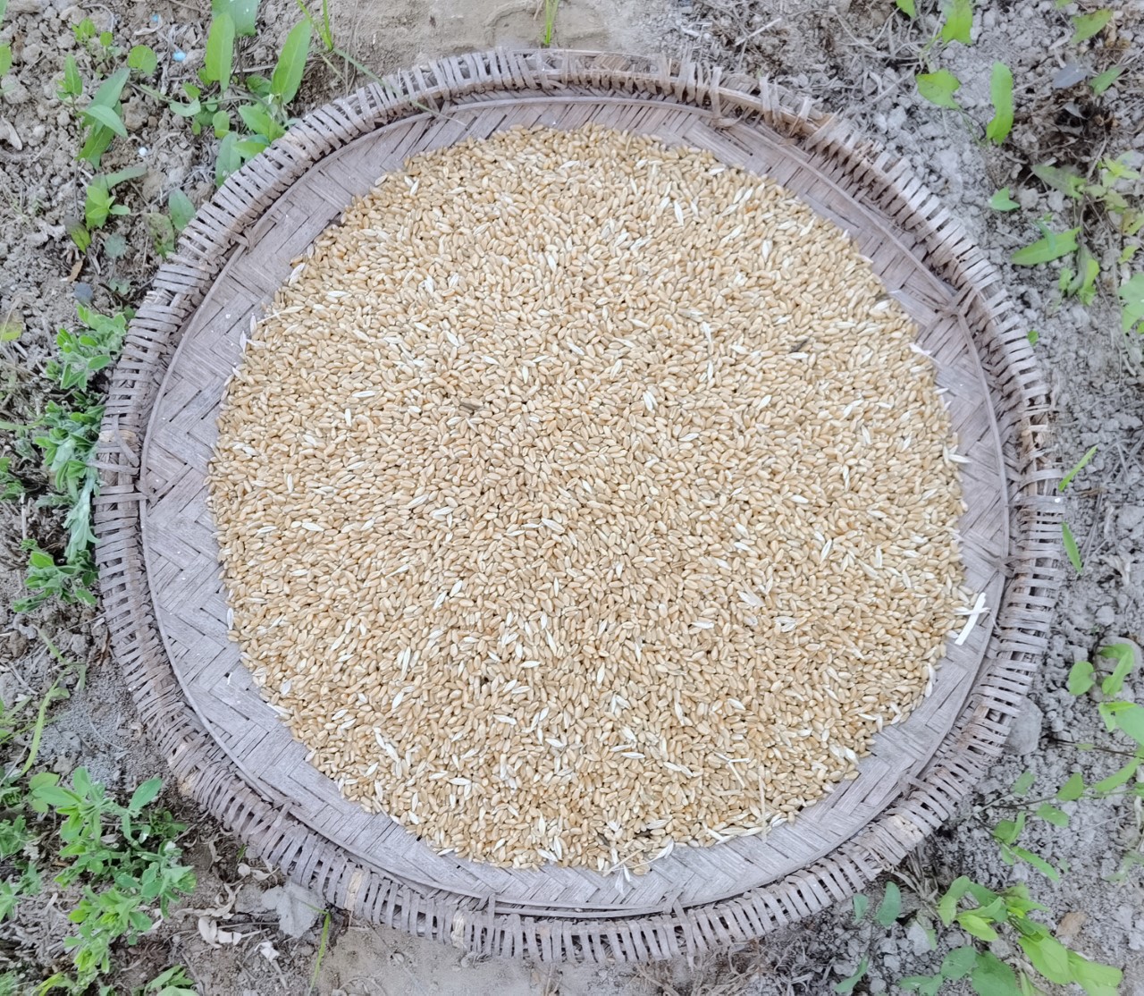 زراعة القمح في وادي المعاول تؤتي أكلها