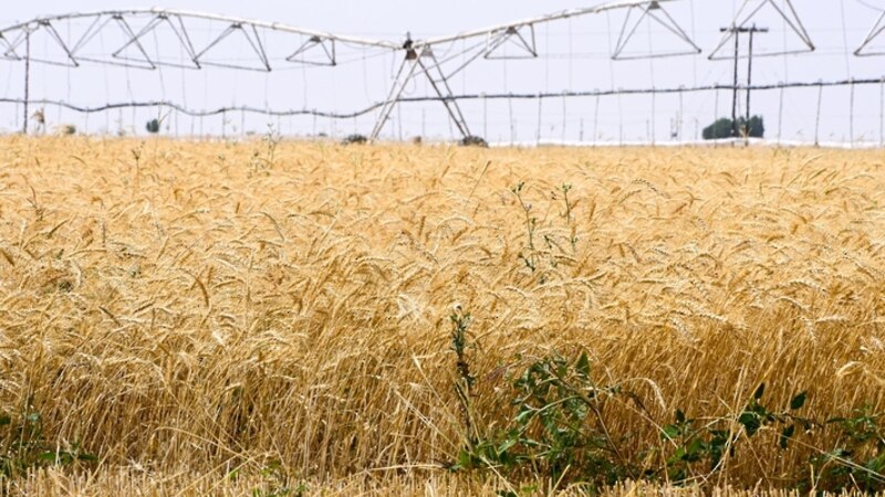 البريمي تعزّز الأمن الغذائي بحصاد 250 طنًا من القمح وتوسّع مرتقب في الزراعة