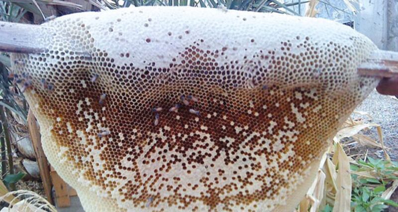 باحث فلكي: موجة برد قارسة ستجتاح سلطنة عمان