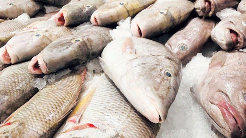 بالأرقام: تصدير الأسماك العمانية إلى 57 دولة حول العالم