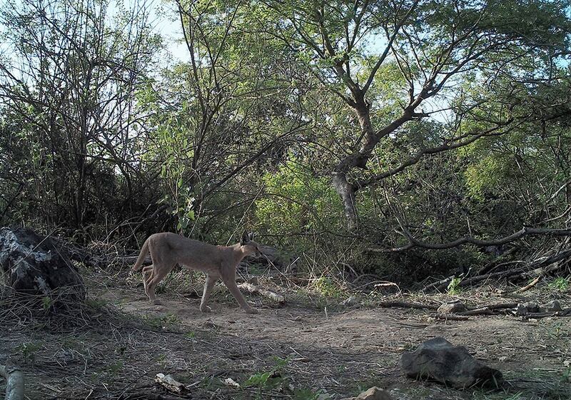 بالصور: دراسة جديدة تؤكد وجود النمر العربي في السلطنة
