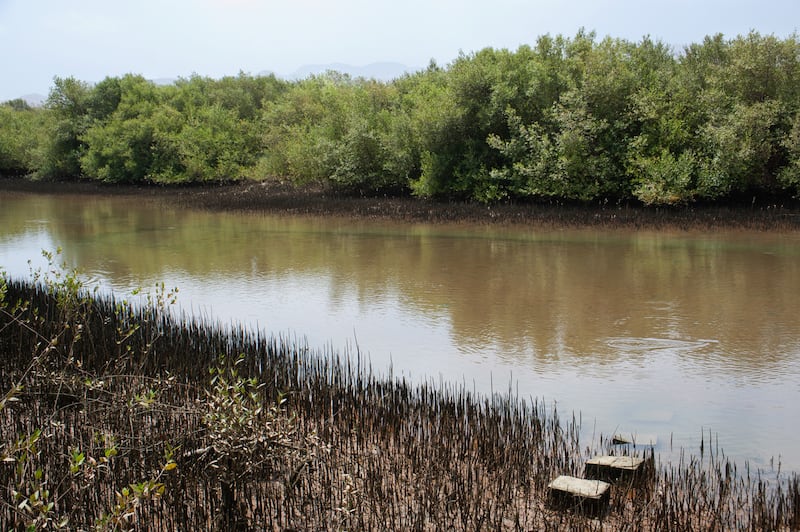 لها سمات تميزها: ماذا تعرف عن أشجار القرم في السلطنة؟