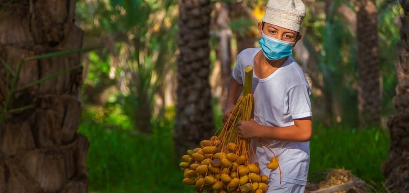 “التبسيل” موسم مهم وحرفة قديمة يمارسها المزارع العماني