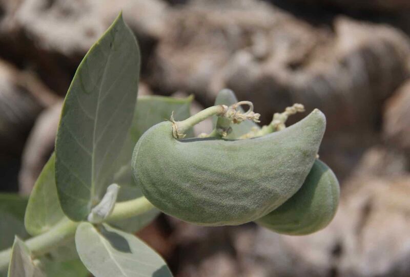 هذا النبات المحلي له فوائد واستخدامات عديدة إلا أنه قد يؤدي إلى فقدان البصر، فكيف يمكن التعامل معه؟