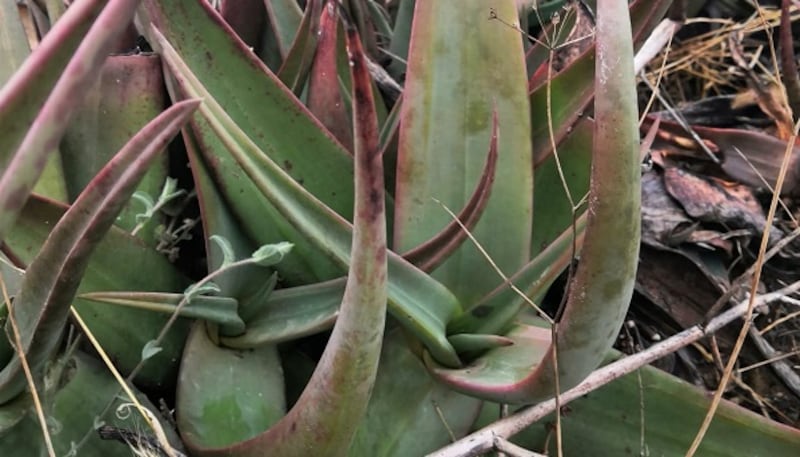 (طُف): النبتة المعجزة ورفيقة نساء ظفار، فماذا تعرف عنها؟