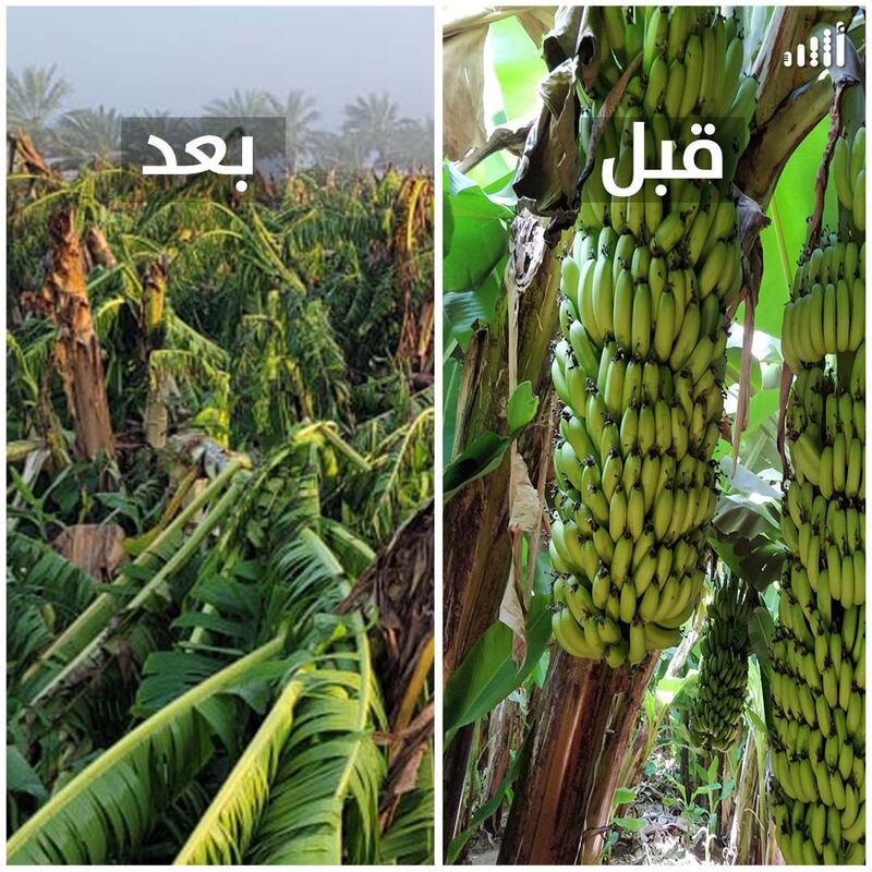 بالصور: “شاهين” يمحو مشروع مواطن حقق مردودًا جيدًا بزراعة أصناف عالمية من الموز