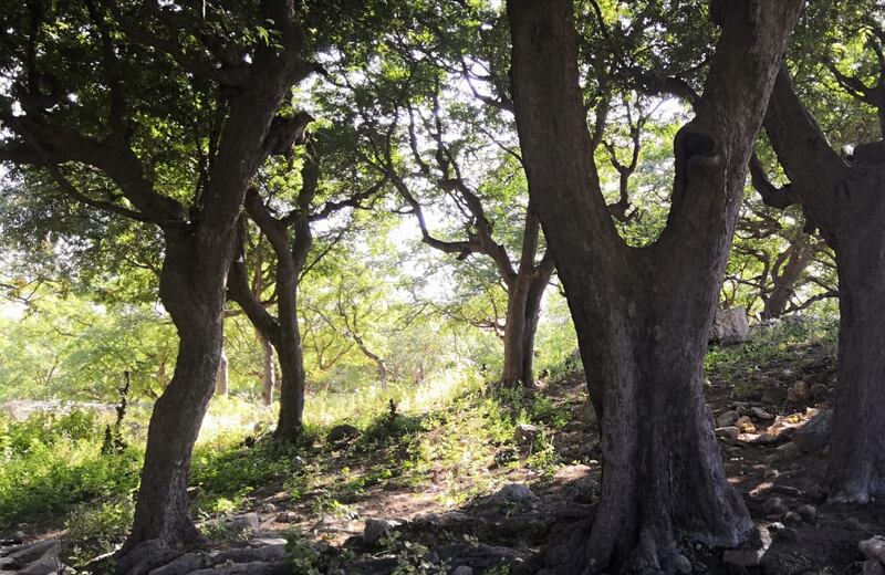 بالصور: “شعبون” مكان سياحي ساحر في ظفار