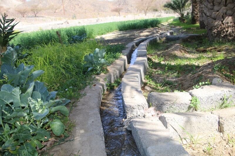 وال..قرية عُمانية أراضيها استُخدِمت لزراعة القمح