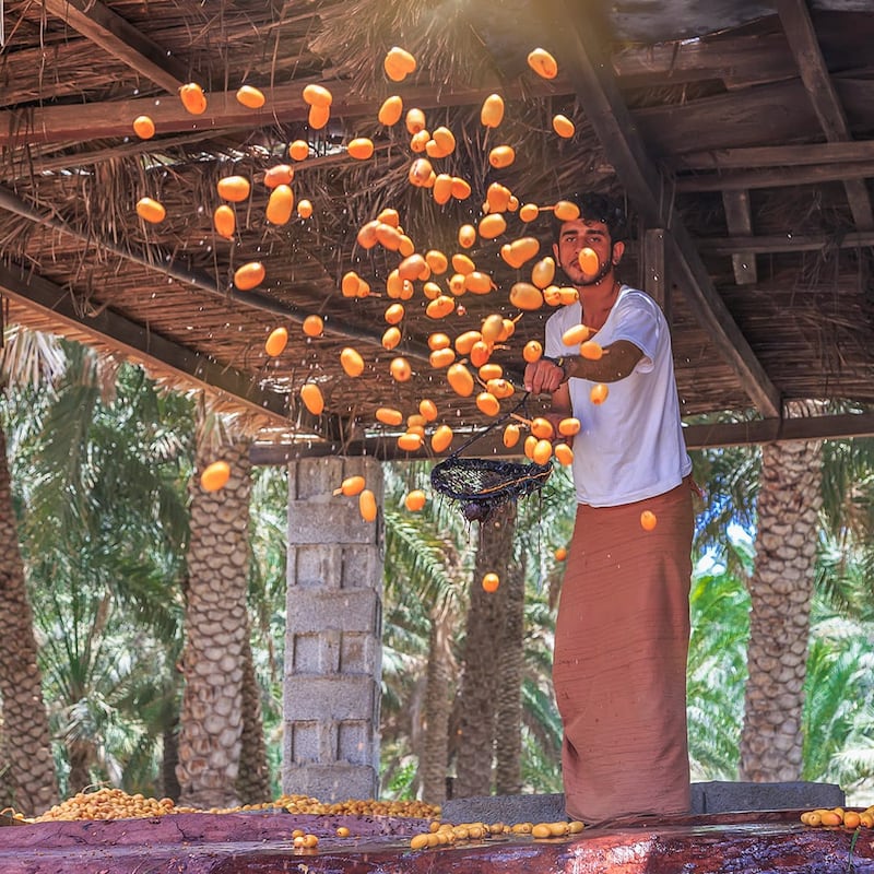 الحرارة المرتفعة  تُبكِّر جداد نخيل المبسلي في نخل