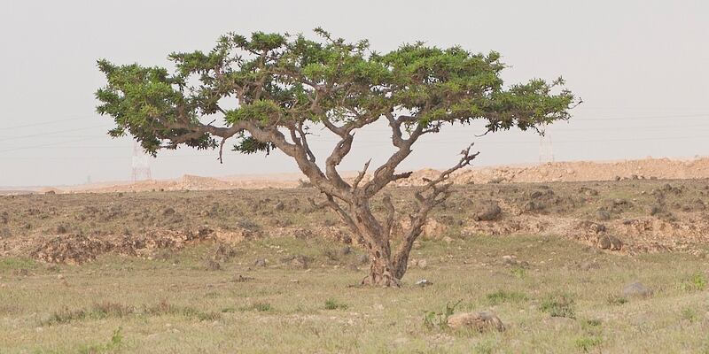 استغرقت نحو 5 سنوات: دراسة بحثية تكشف المادة الوراثية لشجرة اللبان العُماني