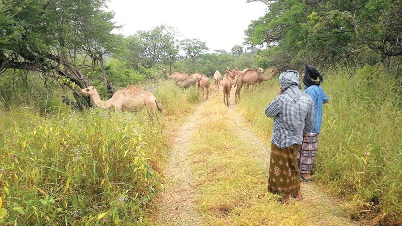 الأول من نوعه: الكشف عن مشروع يفيد أصحاب الإبل والأبقار ويزيد من دخلهم