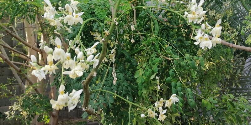 هل تهتم بزراعة “المورينجا”؟