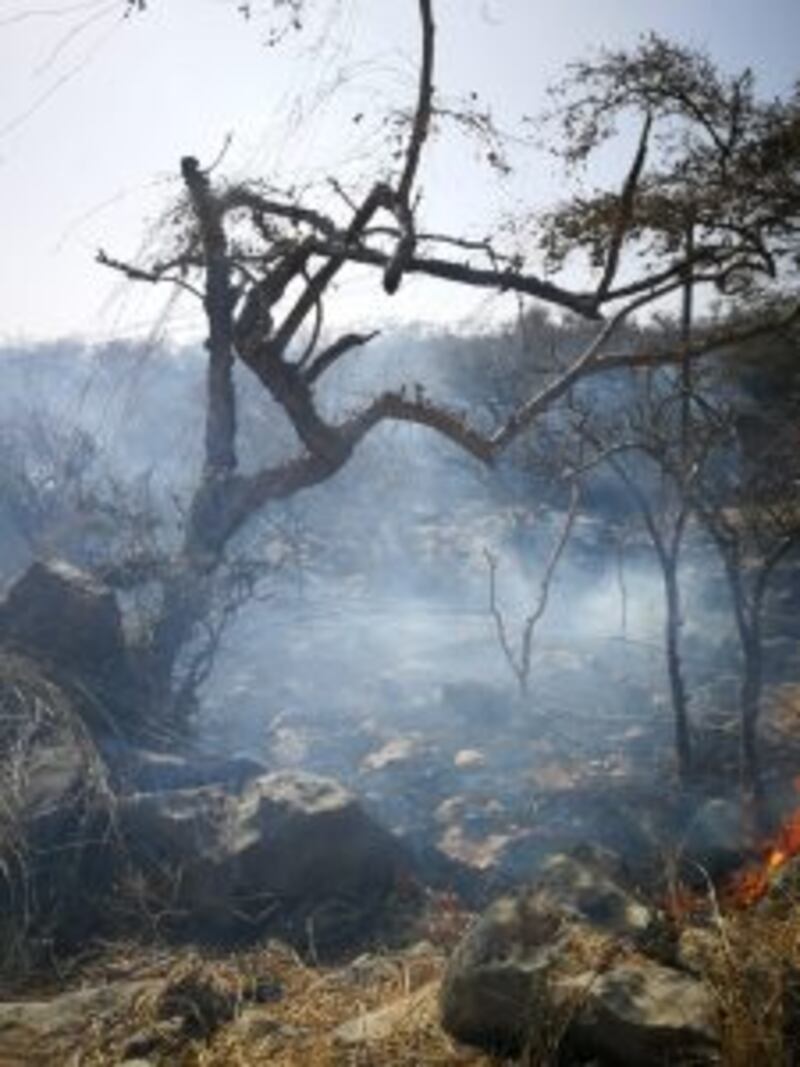 بالصور: حريق يلتهم الكثير من الأشجار و الحشائش برخيوت