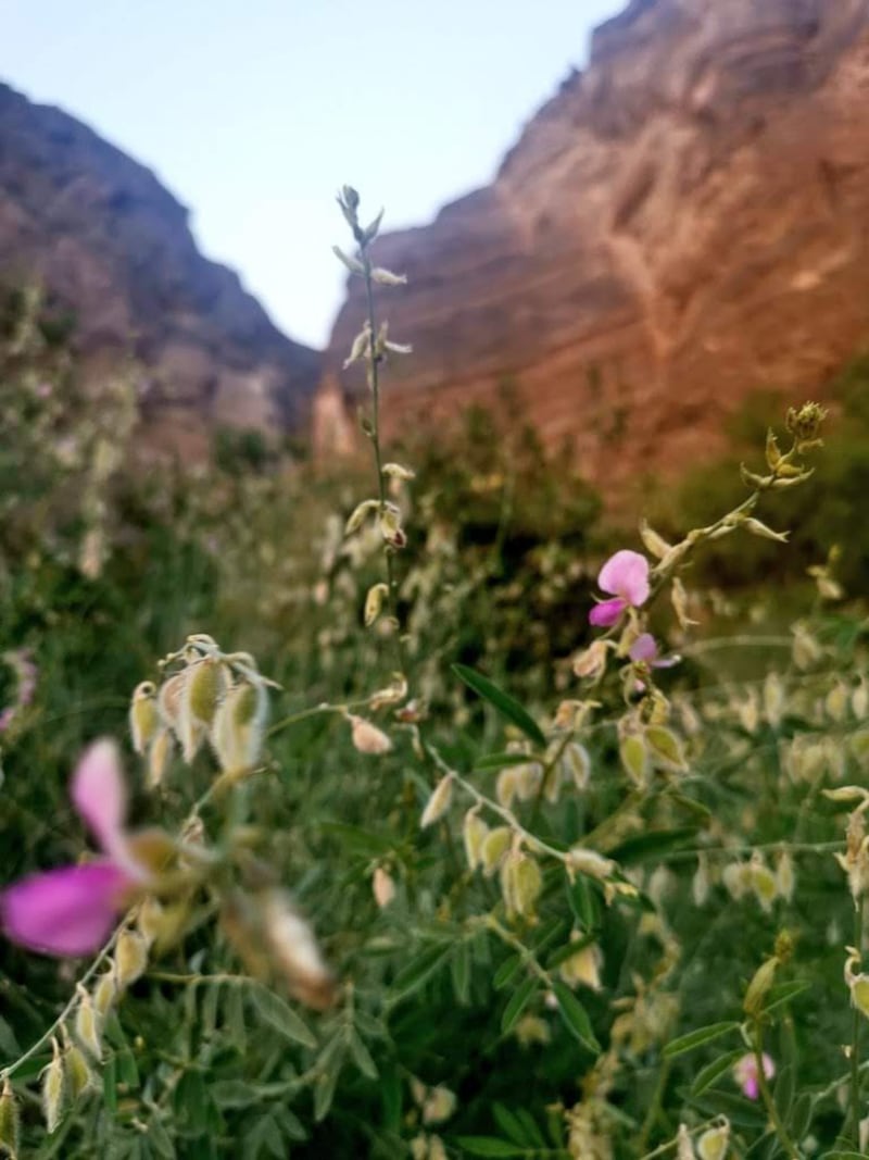 منها الكيذا والمحلب: نباتات استخدمتها المرأة العمانية لزينتها قديمًا