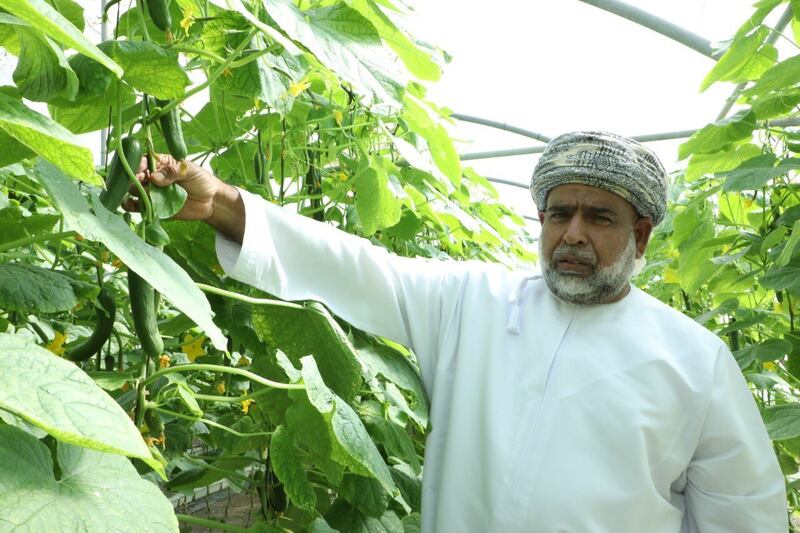 مواطن ينجح في تطبيق نظام يزيد من إنتاج الخيار