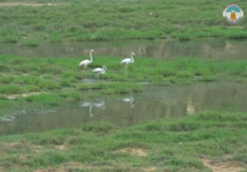 يوم البيئة الإقليمي تم إقراره منذ أكثر من 40 عامًا