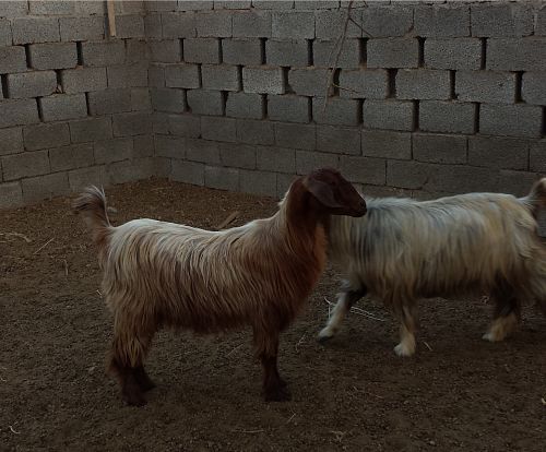 مسؤول في الزراعة يؤكد: كميات كبيرة من الحيوانات الحية ستتوفر قبل العيد