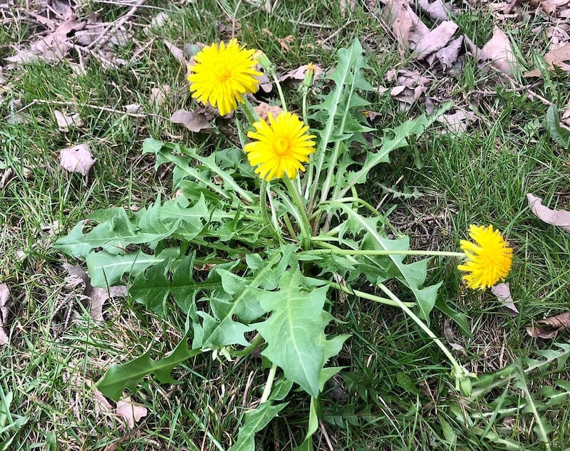 “الهندباء” كنز طبي ينمو بين المحاصيل؛ هل تعرفها؟