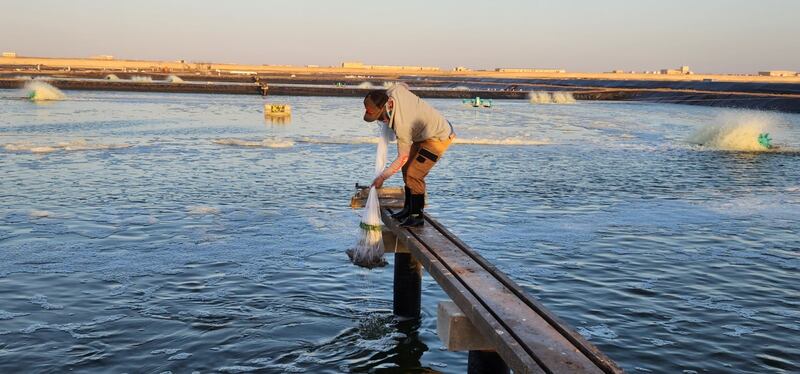 حتى يصلنا الروبيان بصورة صحية: إنشاء محجر وطني صحي