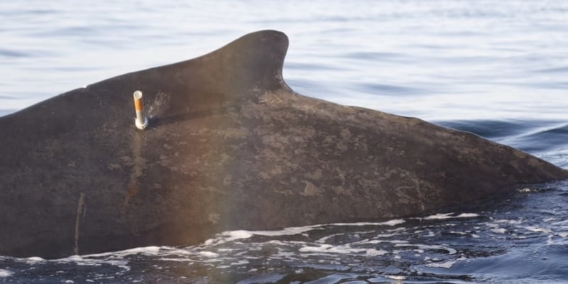 تثبيت شريحة تتبع بالأقمار الاصطناعية على حوت بحر العرب الأحدب