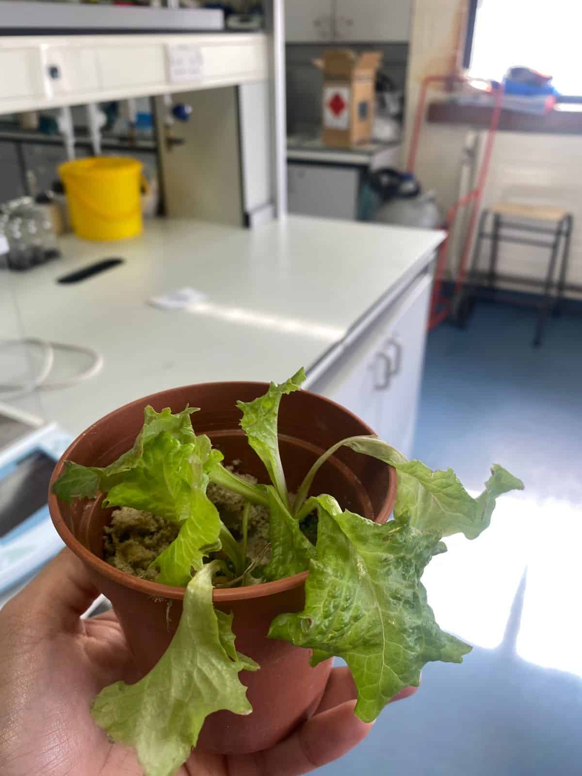 في بريطانيا: طالبة عمانية تنجح في استخدام الغبار الصخري لإنتاج الغذاء من النباتات