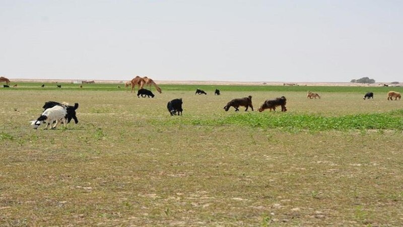المكرّم السيد نوح البوسعيدي يكتب: صريخ الوديان.. الزحف الحضَري وتأثيراته على الحياة التقليدية