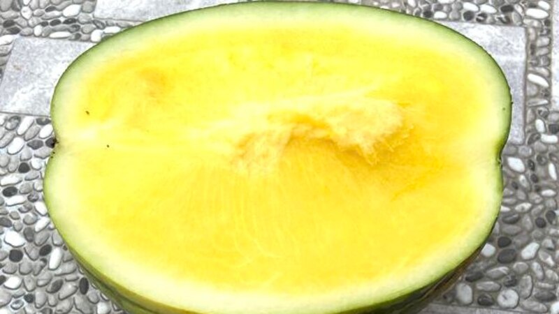 بدء حصاد البطيخ الأصفر؛ فهل جربت طعمه؟