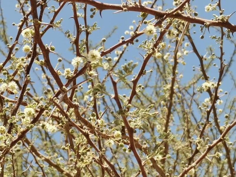 العسل وفيرٌ في ضنك