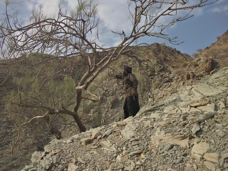 انتهاء موسم عصر زيت الشوع؛ فماذا تعرف عنه؟