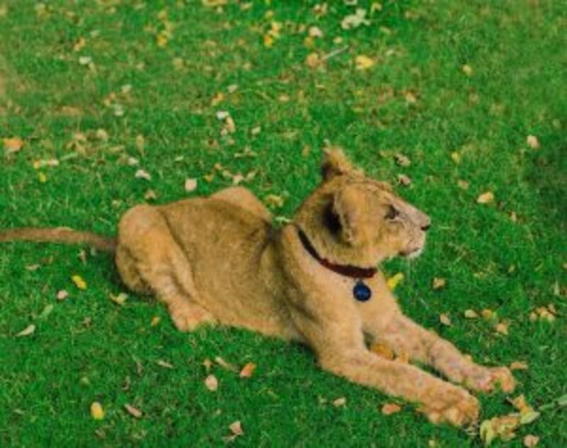 توجد به حيوانات نادرة: تعرّف على متنزه النعمان ببركاء