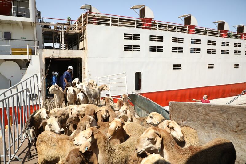 استعدادًا لعيد الأضحى: استيراد نحو 270 ألف رأس من المواشي