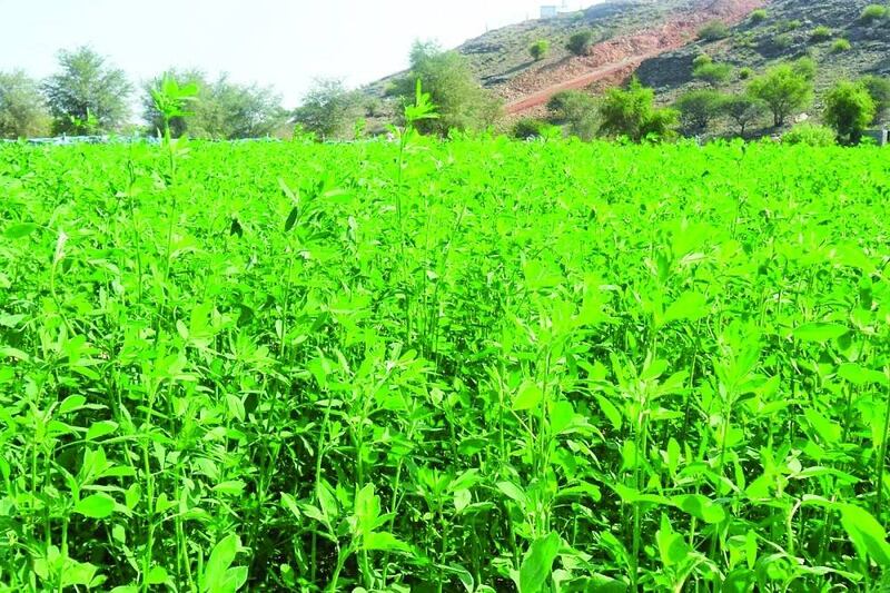 دراسة ألمانية تبحث استهلاك المياه للزراعة في سلطنة عمان