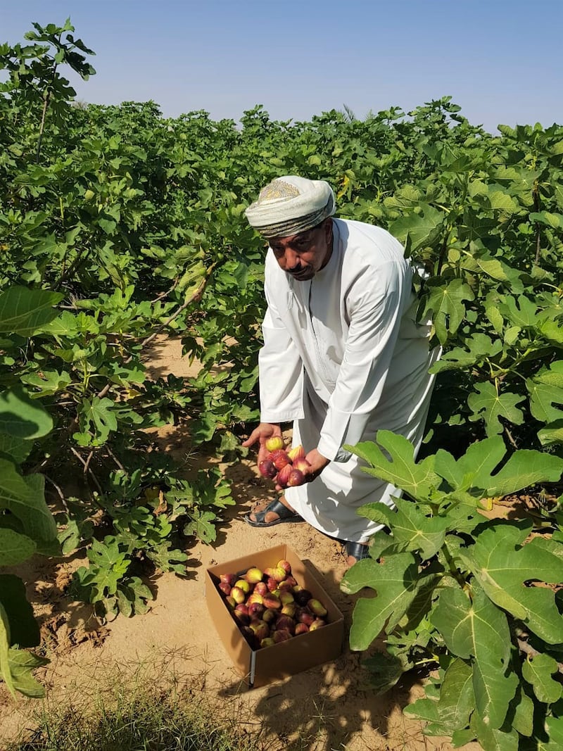 بالصور: عُماني ينجح في زراعة تين طعمه عسلي ولذيذ