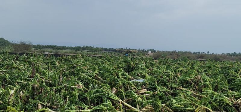 بالصور: “شاهين” يمحو مشروع مواطن حقق مردودًا جيدًا بزراعة أصناف عالمية من الموز