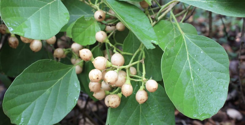 تعرف على الشجرة التي يُشبّه بها الشخص المُتذبذب