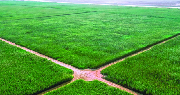 مشروع يحوّل صحراء إلى مستنقعات تأوي أكثر من 100 نوع من الطيور