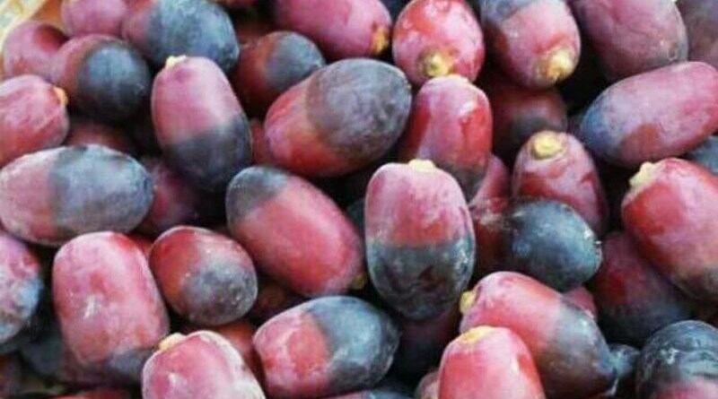 “در الغمام” و”زحمة الخنيزي” في هذه الفترة؛ فما المقصود بهما؟