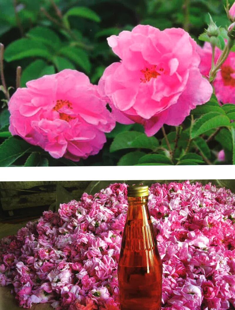 بالصور: تنوع زاهٍ بين أنماط الزي النسائي للمرأة العمانية