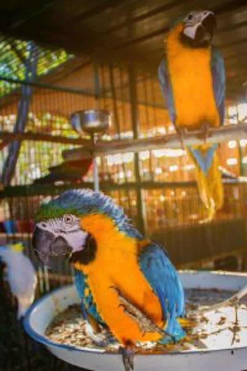 توجد به حيوانات نادرة: تعرّف على متنزه النعمان ببركاء