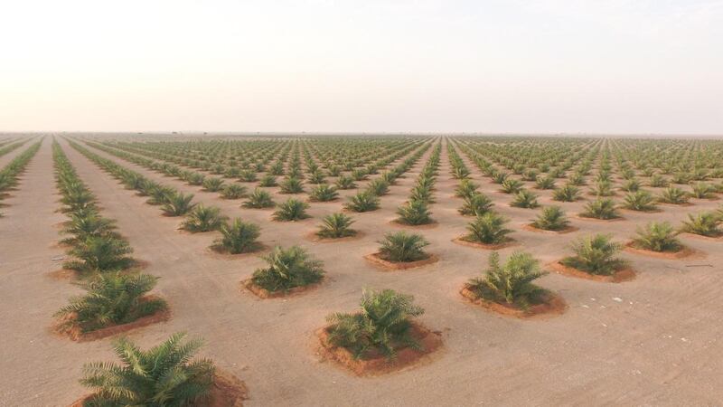 مزرعتان في البريمي تتسعان لـ 100 ألف نخلة