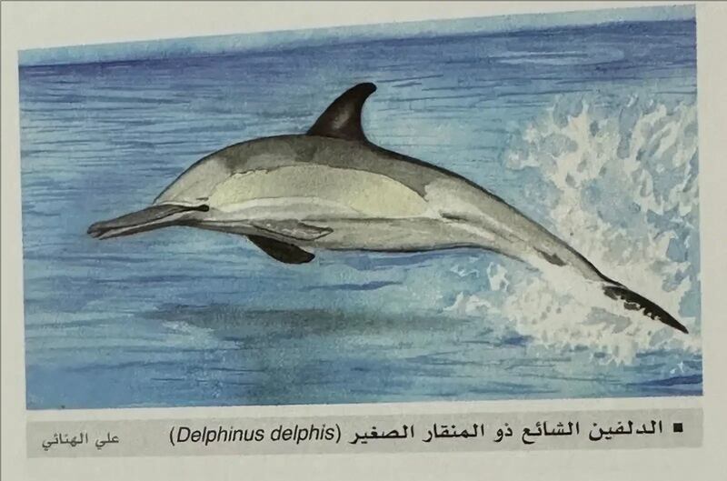 6 أنواع للدلافين في المياه العُمانية؛ فماذا تسمونها في ولايتكم؟