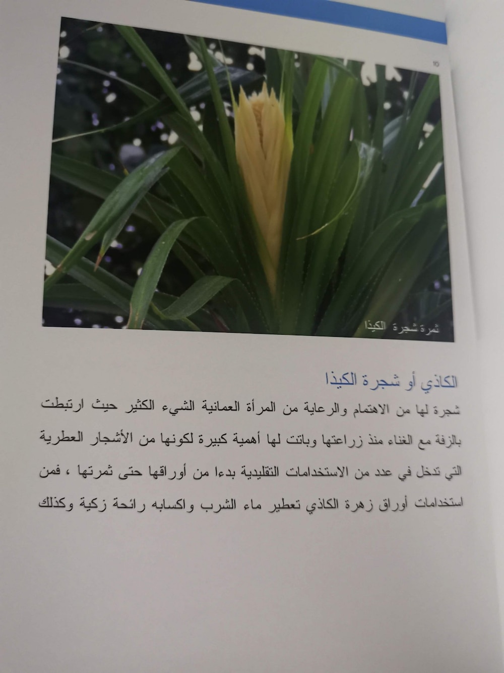 منها الكيذا والمحلب: نباتات استخدمتها المرأة العمانية لزينتها قديمًا