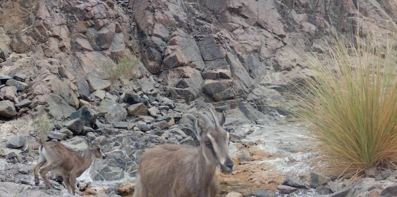 الوعل العربي قد ينقرض من الظاهرة؛ فكيف نحافظ عليه؟