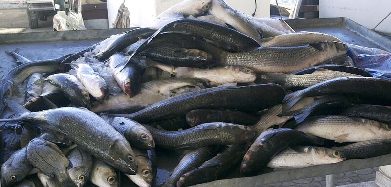 أسعار الأسماك في مصيرة بين 500 بيسة وريالين