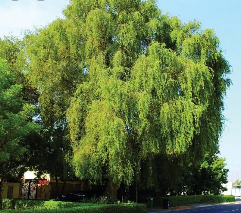 محمد الوهيبي يكتب عن غافة السفارة في روي