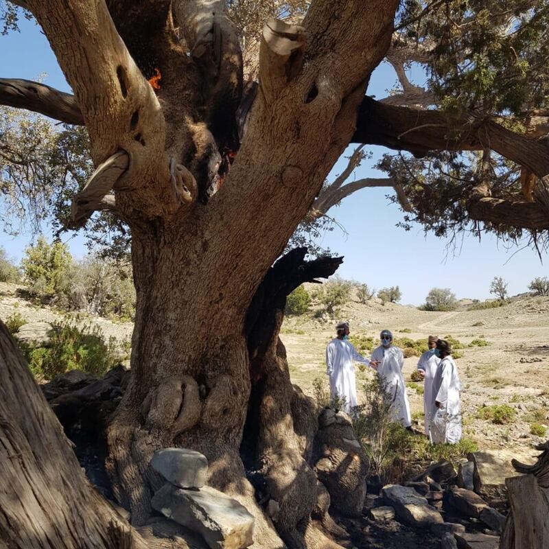 البيئة تتفاعل مع حرق الشجرة المعمّرة